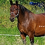 Thueringer_Reitpferd_58_ (11)